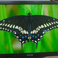 Tv LCD 37PFL7605M/08 Philips