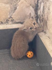 Gattina in adozione