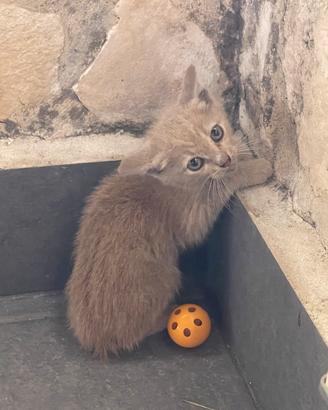 Gattina in adozione