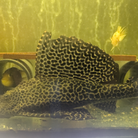 Pterygoplichthys gibbiceps pesce pulitore