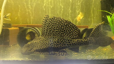 Pterygoplichthys gibbiceps pesce pulitore