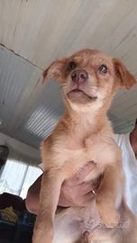 cagnoli taglia piccola,cuccioli per BUONA ADOZIONE