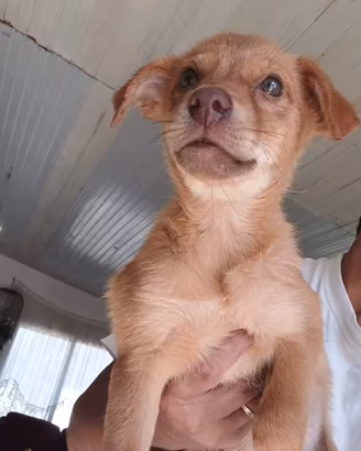cagnoli taglia piccola,cuccioli per BUONA ADOZIONE