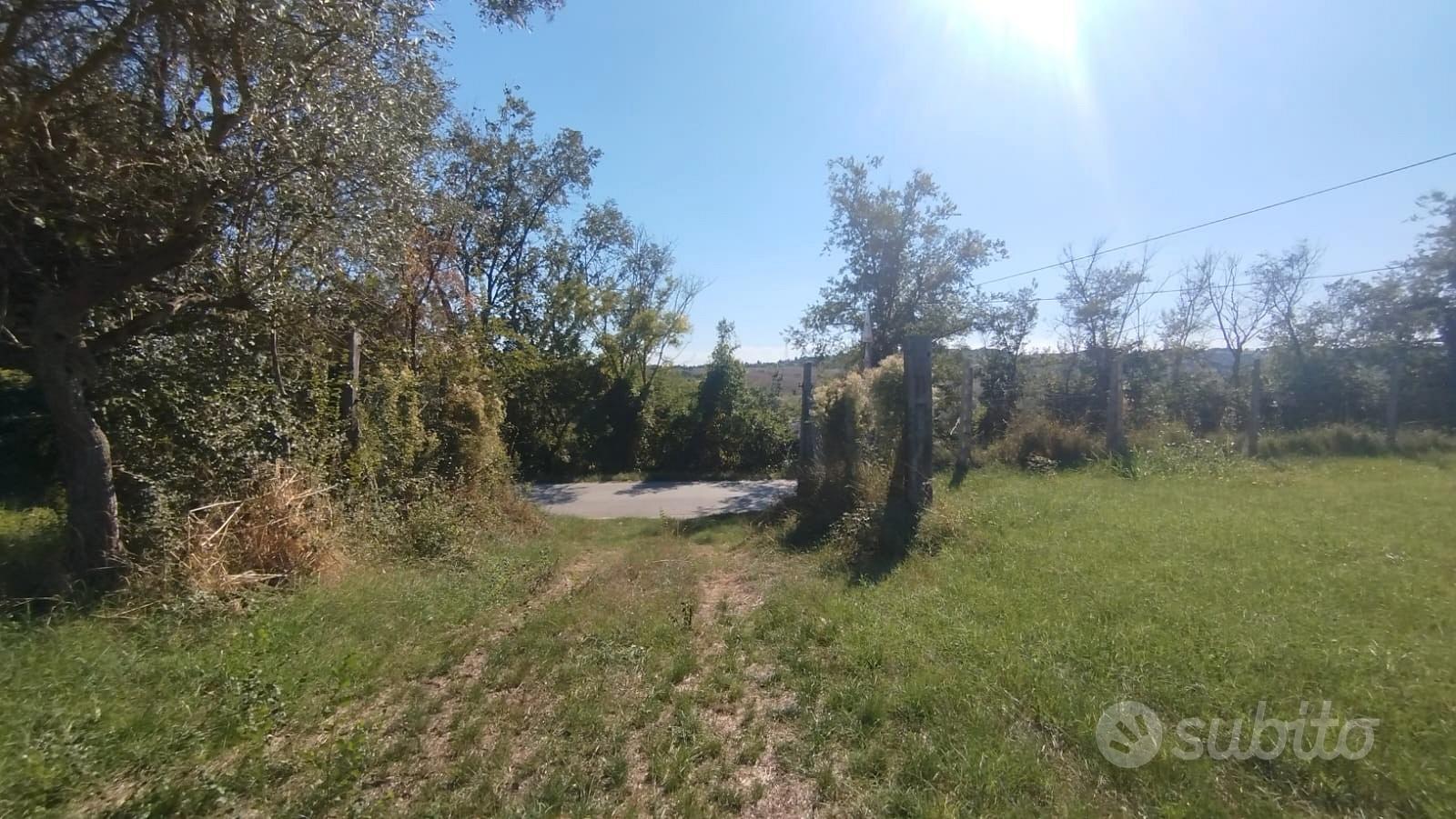 Panoramico con uliveto - Vista 5