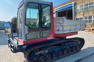 Cariola cingolata Takeuchi TCR50
