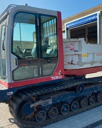 Cariola cingolata Takeuchi TCR50