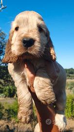Cocker spaniel inglese pedigree fulvo