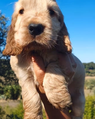 Cocker spaniel inglese pedigree fulvo