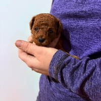 Cuccioli barboncino toy