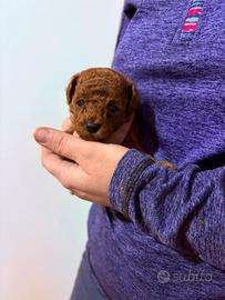 Cuccioli barboncino toy