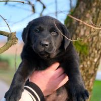 Labrador black / nero