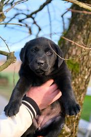 Labrador black / nero