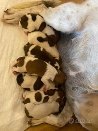 Jack Russel