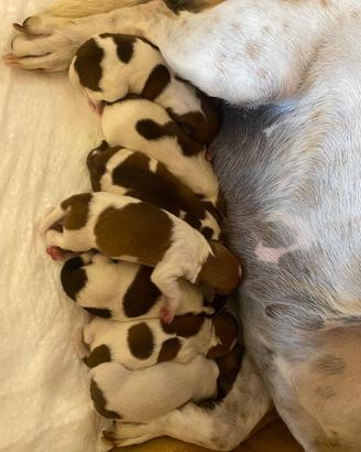 Jack Russel