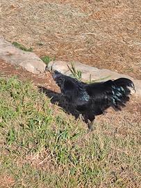 Gallo cemano