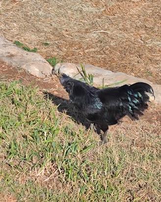 Gallo cemano
