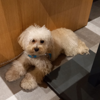 Maltipoo disponibile da monta di mesi 10