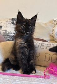 Maine coon cuccioli 