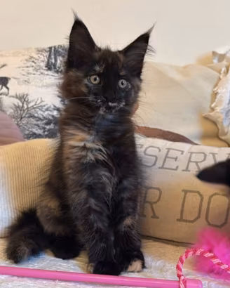 Maine coon cuccioli 