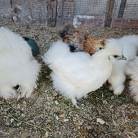 Galline moroseta