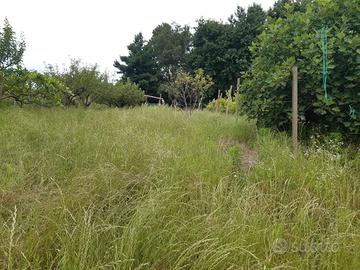 Vigneto completamente recintato Vigna