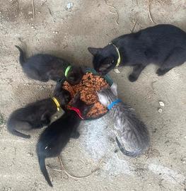 Regaliamo dolcissimi gattini