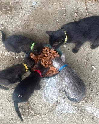 Regaliamo dolcissimi gattini