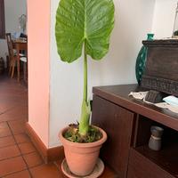 Pianta di Alocasia  gigante