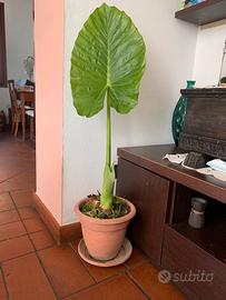 Pianta di Alocasia  gigante