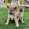 disponibili-shiba-cuccioli-di-shiba-inu-