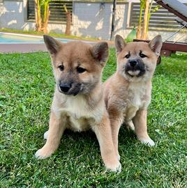 Disponibili shiba ( cuccioli di shiba inu)
