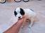 Immagine 5