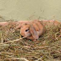 Conigli minilop ariete o Testa leone coniglietti