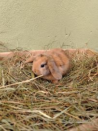 Conigli minilop ariete o Testa leone coniglietti