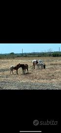 Mini Pony