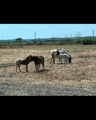 Mini Pony