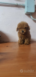 Barboncino Toy con Pedigree ENCI