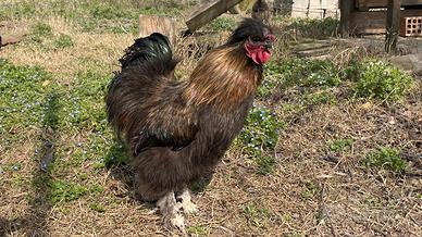 Gallo razza moroseta