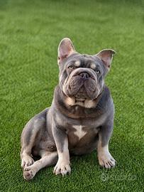 Bulldog francese stalloni