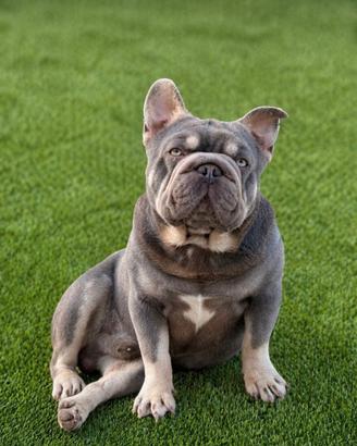 Bulldog francese stalloni