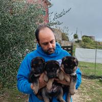 Cuccioli di pastore tedesco