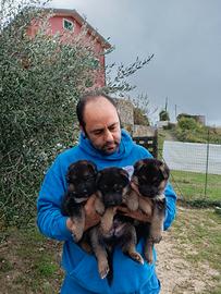 Cuccioli di pastore tedesco