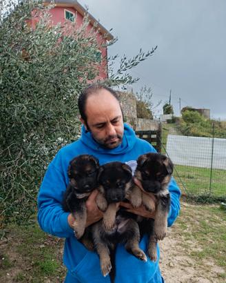 Cuccioli di pastore tedesco
