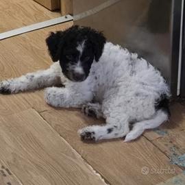 cucciola Lagotto romagnolo 