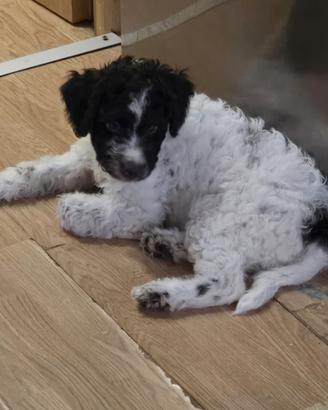 cucciola Lagotto romagnolo 