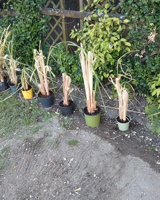 erba pampas cortaderia