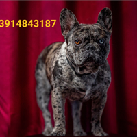 Bulldog francese stallone merle