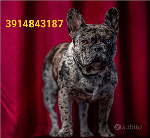 Bulldog francese stallone merle