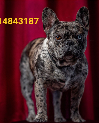 Bulldog francese stallone merle