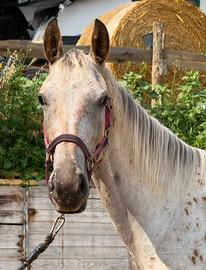 FEMMINA Appaloosa 4 anni doc Apa